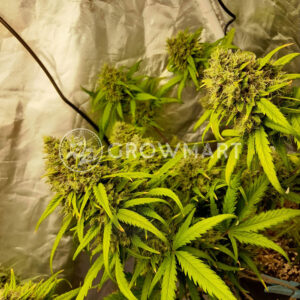 Royal_Gorilla_Automatic_Autoflowering_semínka_konopí