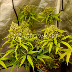 Royal_Gorilla_Automatic_Autoflowering_semínka_konopí