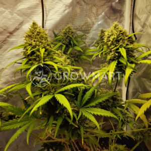 Royal_Gorilla_Automatic_Autoflowering_semínka_konopí
