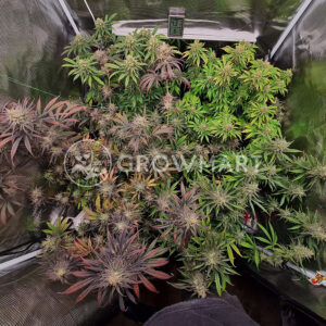 Royal_Highness_Feminizovaná_semínka_konopí