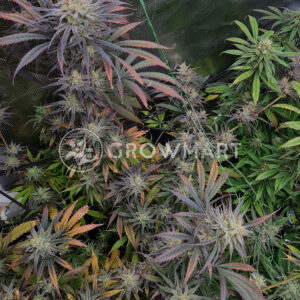 Royal_Highness_Feminizovaná_semínka_konopí