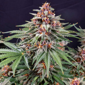 Runtz_Auto_Autoflowering_semínka_konopí