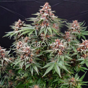 Runtz_Auto_Autoflowering_semínka_konopí