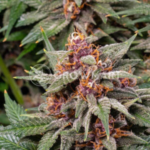 Runtz_Auto_Autoflowering_semínka_konopí