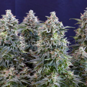 Runtz_Auto_Autoflowering_semínka_konopí