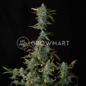 Runtz_XL_Auto_Seminka_Konopi_1