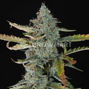 Runtz_XL_Auto_Seminka_Konopi_2