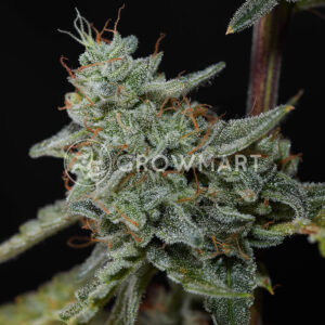 Runtz_XL_Auto_Seminka_Konopi_3