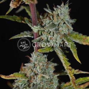 Runtz_XL_Auto_Seminka_Konopi_4