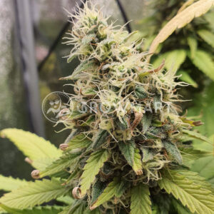 SAD_Sweet_Afgani_Delicious_CBD_Feminizovaná_semínka_konopí