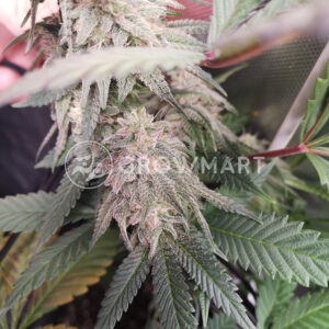 SCH'LEMON_CAKE_Feminizovana_seminka_konopi