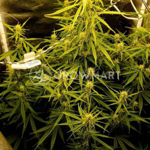 SUPER-BUD-AUTO_Autoflowering_semínka_konopí