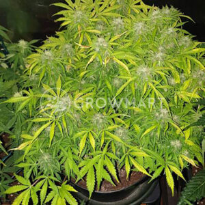 SUPER-BUD-AUTO_Autoflowering_semínka_konopí