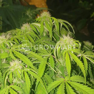 SUPER-BUD-AUTO_Autoflowering_semínka_konopí