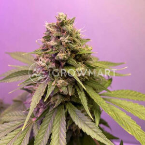 SUPER-BUD_Feminizovaná_semínka_konopí
