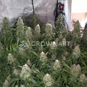 SUPER-CRITICAL_Feminizovaná_semínka_konopí