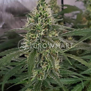 SUPER-CRITICAL_Feminizovaná_semínka_konopí