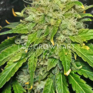 SUPER-CRITICAL_Feminizovaná_semínka_konopí