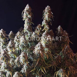 SUPER-LEMON-HAZE-AUTO_Feminizovaná_semínka_konopí