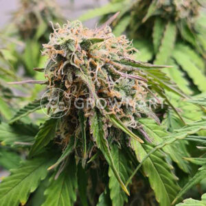 SUPER-LEMON-HAZE-AUTO_Feminizovaná_semínka_konopí