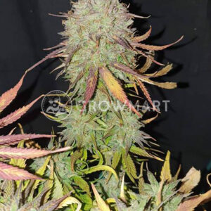 SUPER-LEMON-HAZE-AUTO_Feminizovaná_semínka_konopí