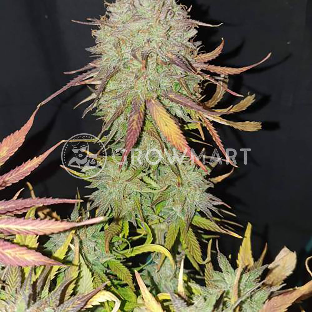 SUPER-LEMON-HAZE-AUTO_Feminizovaná_semínka_konopí