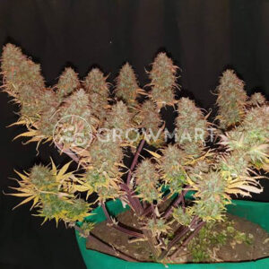 SUPER-LEMON-HAZE-AUTO_Feminizovaná_semínka_konopí