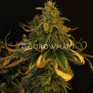 SUPER-SILVER-HAZE_Feminizovaná_semínka_konopí