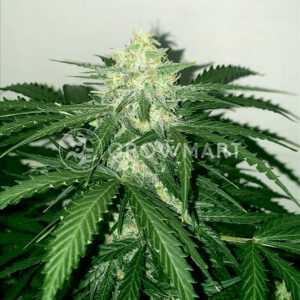 SUPER_SKUNK_AUTO_Autoflowering_semínka_konopí