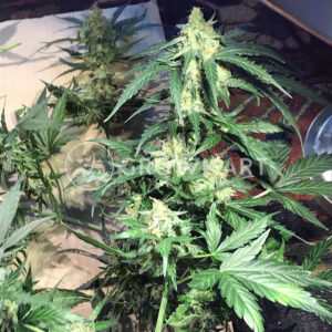 SUPER_SKUNK_AUTO_Autoflowering_semínka_konopí