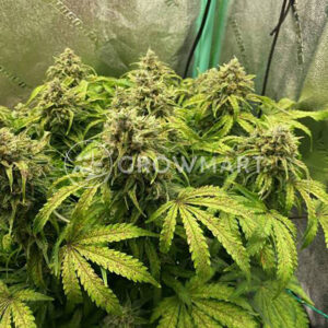 SWEET-MANGO-AUTO_Autoflowering_semínka_konopí