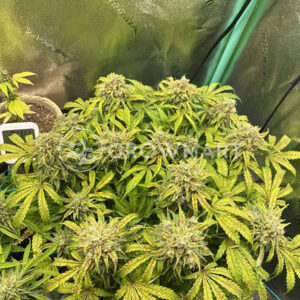 SWEET-MANGO-AUTO_Autoflowering_semínka_konopí