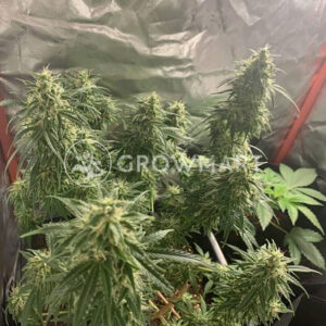 SWEET-MANGO-AUTO_Autoflowering_semínka_konopí