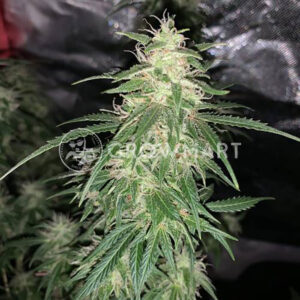 SWEET-MANGO-AUTO_Autoflowering_semínka_konopí