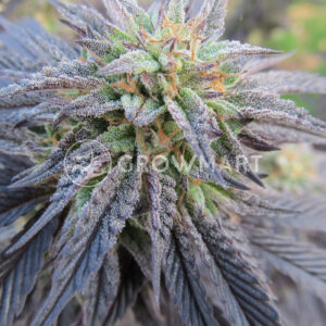 Sapphire_OG_seminka_konopi