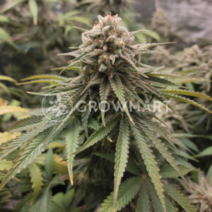 Satin_Black_Domina_CBD_seminka_konopi