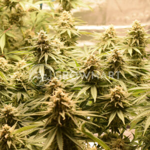 Satin_Black_Domina_CBD_seminka_konopi