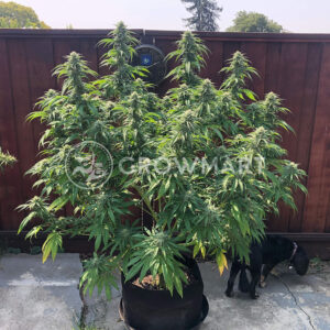 Seedsman_CBG_1_seminka_konopi