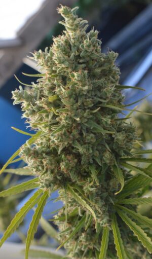 Semena super silné marihuany - Killer A5 Haze