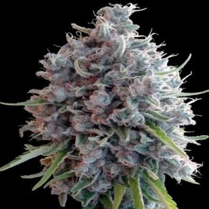 Semena super silné marihuany - Killer A5 Haze