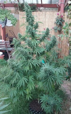 Semena super silné marihuany - Killer A5 Haze