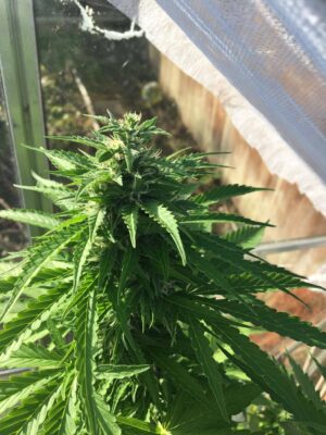 Semínka léčivého a příjemného konopí Auto CBD Star