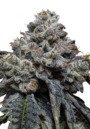 Semínka velmi aromatické trávy - Gorilla Cheese