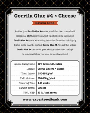Semínka velmi aromatické trávy - Gorilla Cheese