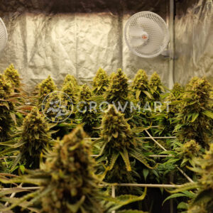 Sensi_Amnesa_seminka_konopi