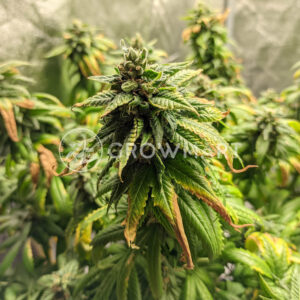 Sensi_Skunk_seminka_konopi