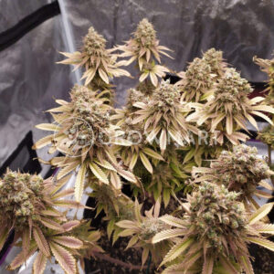 Sherbet_Queen_Feminizovaná_semínka_konopí