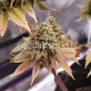 Sherbet_Queen_Feminizovaná_semínka_konopí