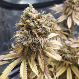 Sherbet_Queen_Feminizovaná_semínka_konopí