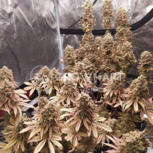 Sherbet_Queen_Feminizovaná_semínka_konopí